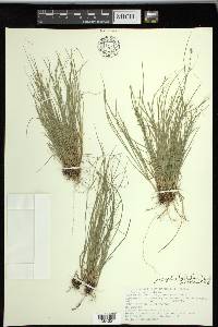 Carex radiata image