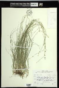 Carex radiata image