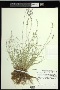 Carex radiata image