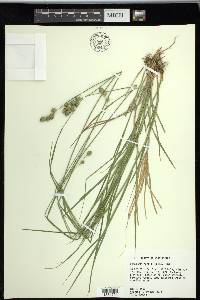 Carex reniformis image