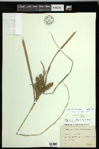 Carex retrorsa image