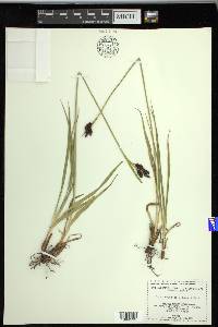 Carex raynoldsii image