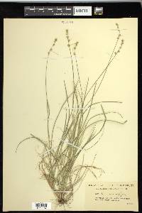 Carex radiata image