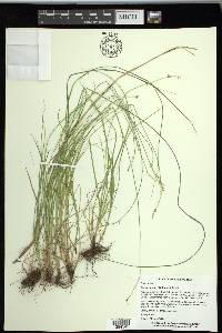 Carex radiata image