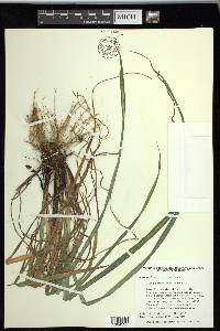 Carex purpurifera image