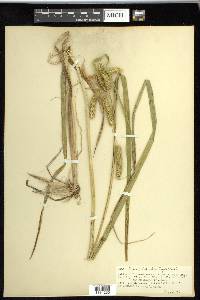 Carex pseudocyperus image