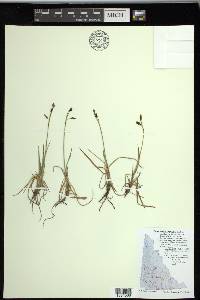 Carex rariflora image