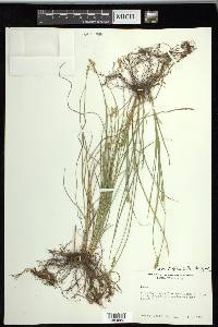 Carex retroflexa image