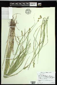 Carex projecta image