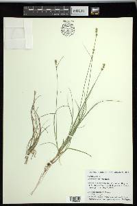 Carex retroflexa image