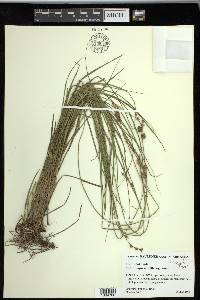 Carex reniformis image