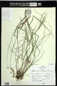 Carex projecta image