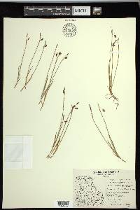 Carex rariflora image
