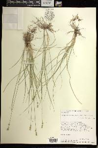 Carex retroflexa image