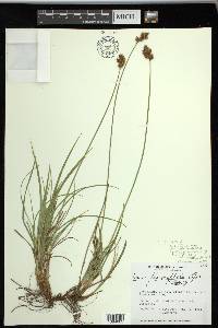 Carex preslii image