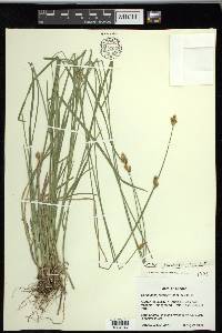 Carex preslii image