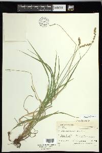 Carex projecta image