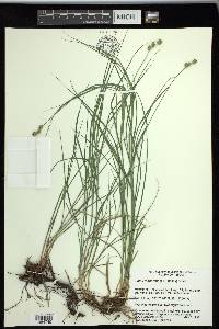 Carex reniformis image