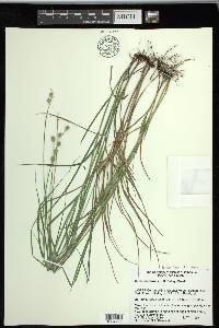 Carex reniformis image