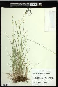 Carex retroflexa image