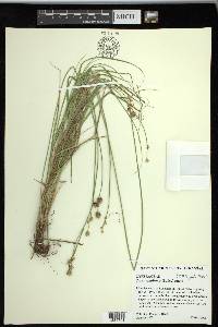 Carex reniformis image