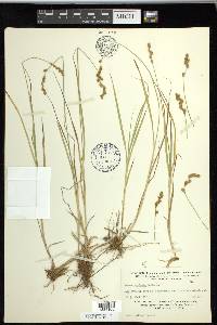 Carex projecta image