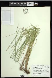 Carex reniformis image