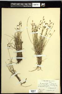 Carex rariflora image