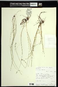 Carex radiata image