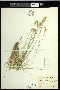 Carex reniformis image