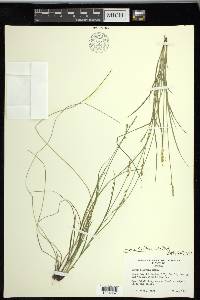 Carex retroflexa image