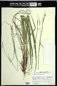 Carex purpurifera image