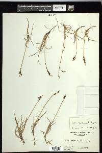 Carex rariflora image