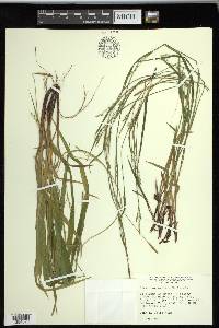 Carex purpurifera image