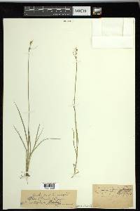 Carex retroflexa image