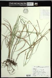 Carex reniformis image