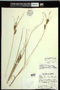 Carex recta image