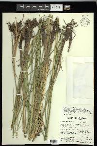 Carex recta image