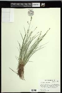 Carex radiata image