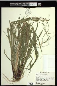 Carex purpurifera image