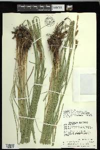 Carex recta image