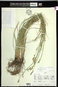 Carex retroflexa image