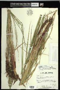 Carex recta image