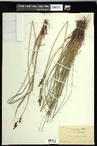 Carex raynoldsii image