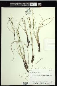 Carex ramenskii image
