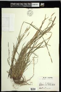 Carex purpurifera image