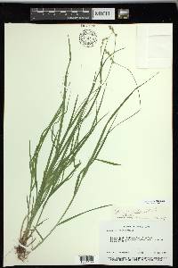 Carex projecta image