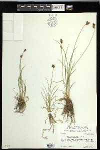 Carex preslii image