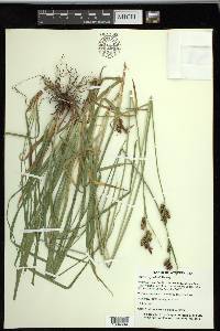 Carex raynoldsii image