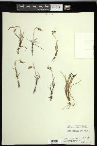 Carex rariflora image